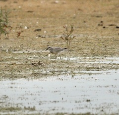 Calidris canutus