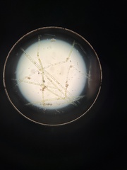 Charophyta