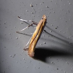 Caloptilia