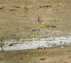 Calidris canutus