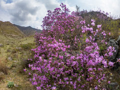 Rhododendron ledebourii