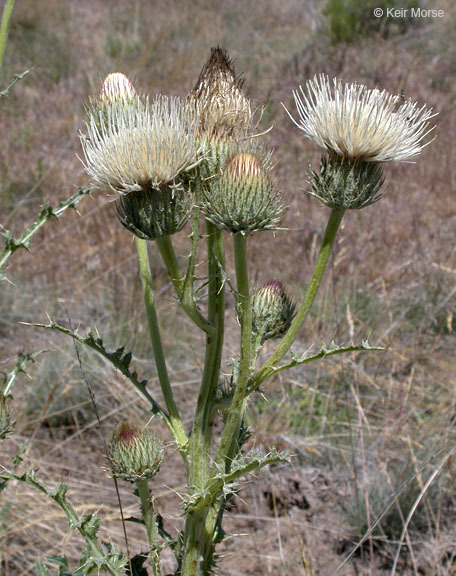 Cirsium cymosum