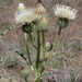 Cirsium cymosum - Photo (c) 2009 Keir Morse, algunos derechos reservados (CC BY-NC-SA)