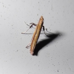 Caloptilia
