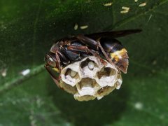 Polistes variabilis