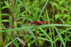 Crocothemis servilia mariannae