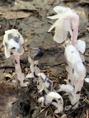 Monotropa uniflora