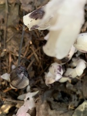 Monotropa uniflora