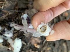 Monotropa uniflora