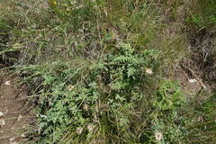 Psephellus declinatus