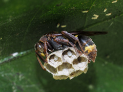 Polistes variabilis