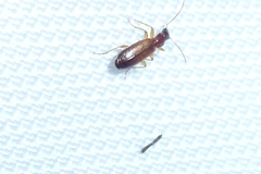 Paradromius linearis
