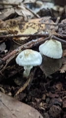 Lepiota cristata