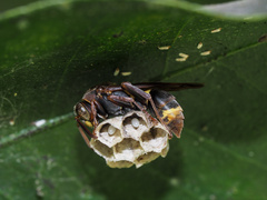 Polistes variabilis
