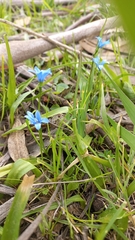 Tecophilaea violiflora