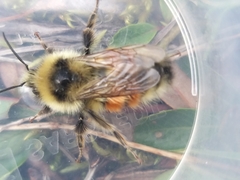 Bombus lapponicus