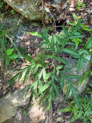 Amorphophallus henryi