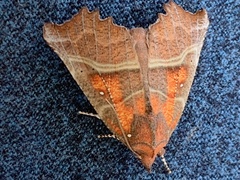 Scoliopteryx libatrix
