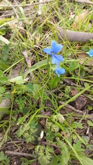 Tecophilaea violiflora