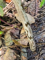 Amorphophallus henryi