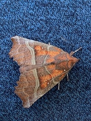 Scoliopteryx libatrix