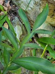 Amorphophallus henryi