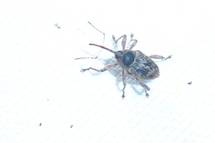 Curculio nucum