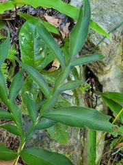 Amorphophallus henryi