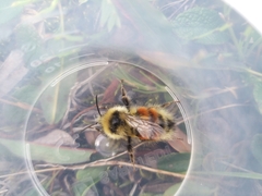 Bombus lapponicus