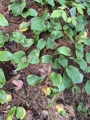 Maianthemum canadense