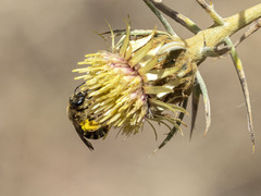 Halictus fulvipes