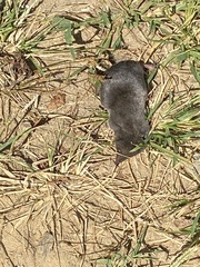 Blarina brevicauda
