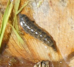 Stratiomyidae