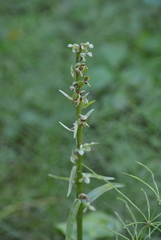 Platanthera