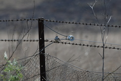 Stizoptera bichenovii