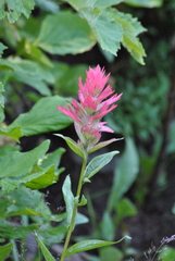 Castilleja miniata miniata