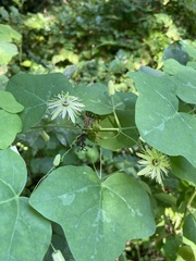 Passiflora lutea