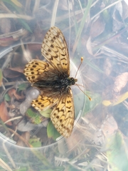Boloria