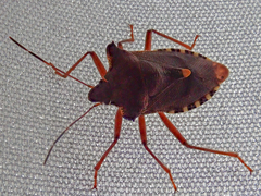 Pentatoma rufipes