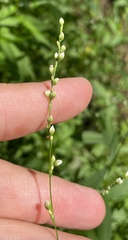 Persicaria punctata