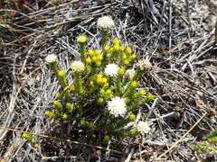 Agathosma scaberula