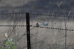 Stizoptera bichenovii