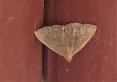 Macrochilo litophora