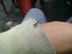 Formicidae