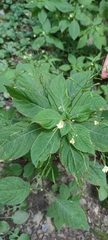 Impatiens parviflora