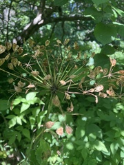 Heracleum maximum