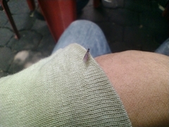 Formicidae