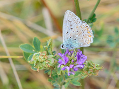 Polyommatus coridon
