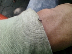 Formicidae