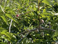 Prunus americana